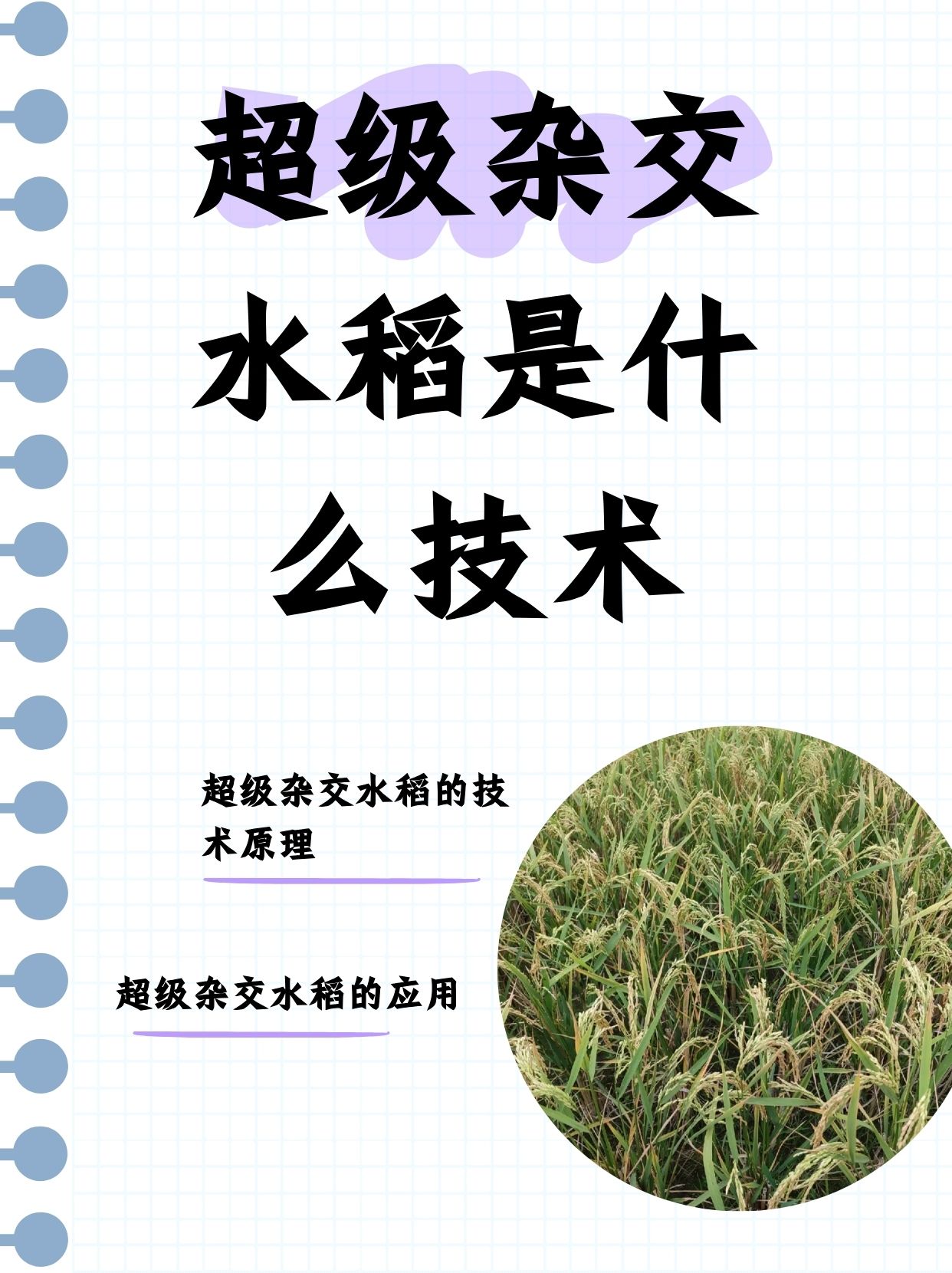 科学家发现水稻基因可“合力”抗旱