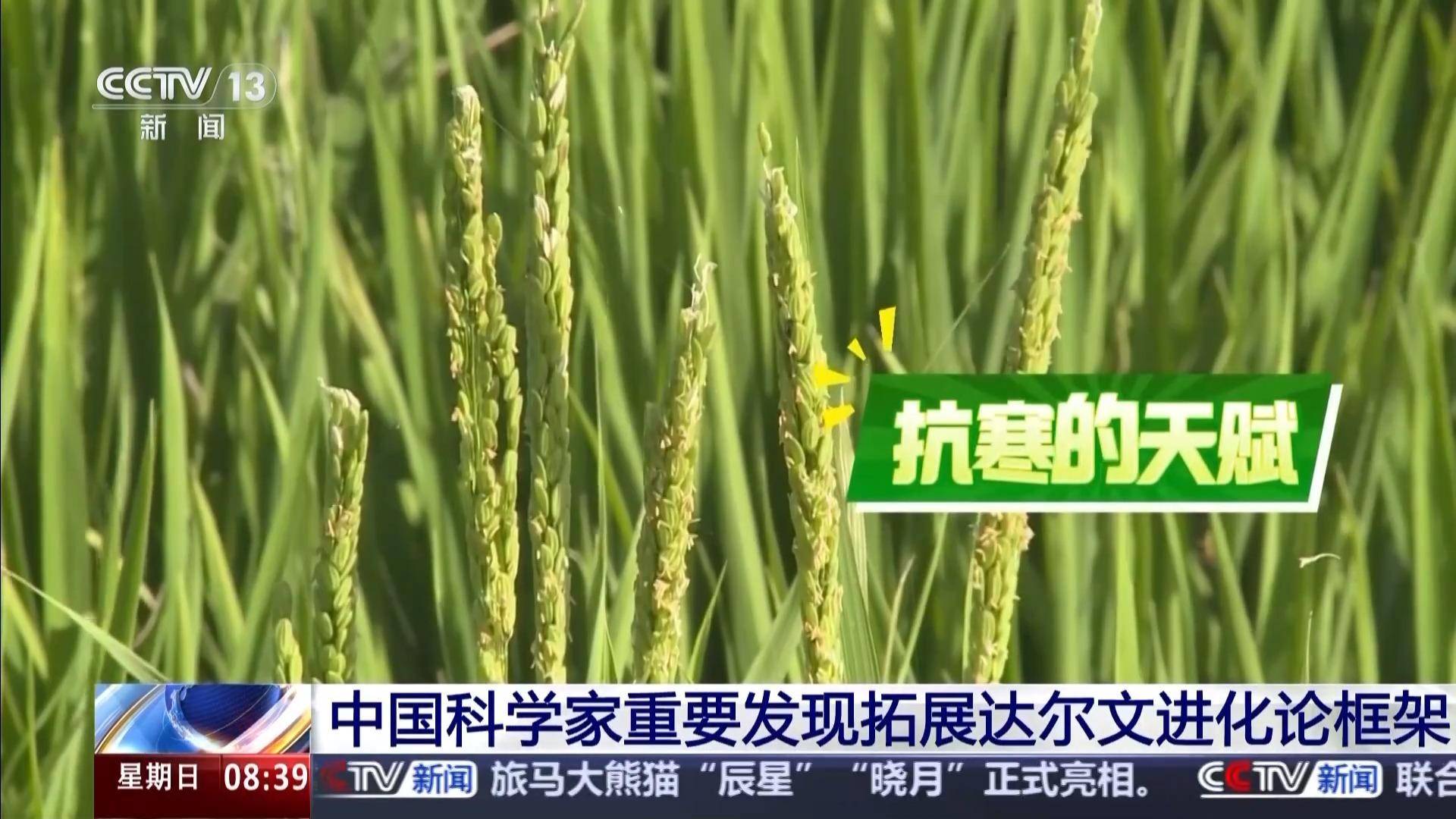 科学家发现水稻基因可“合力”抗旱