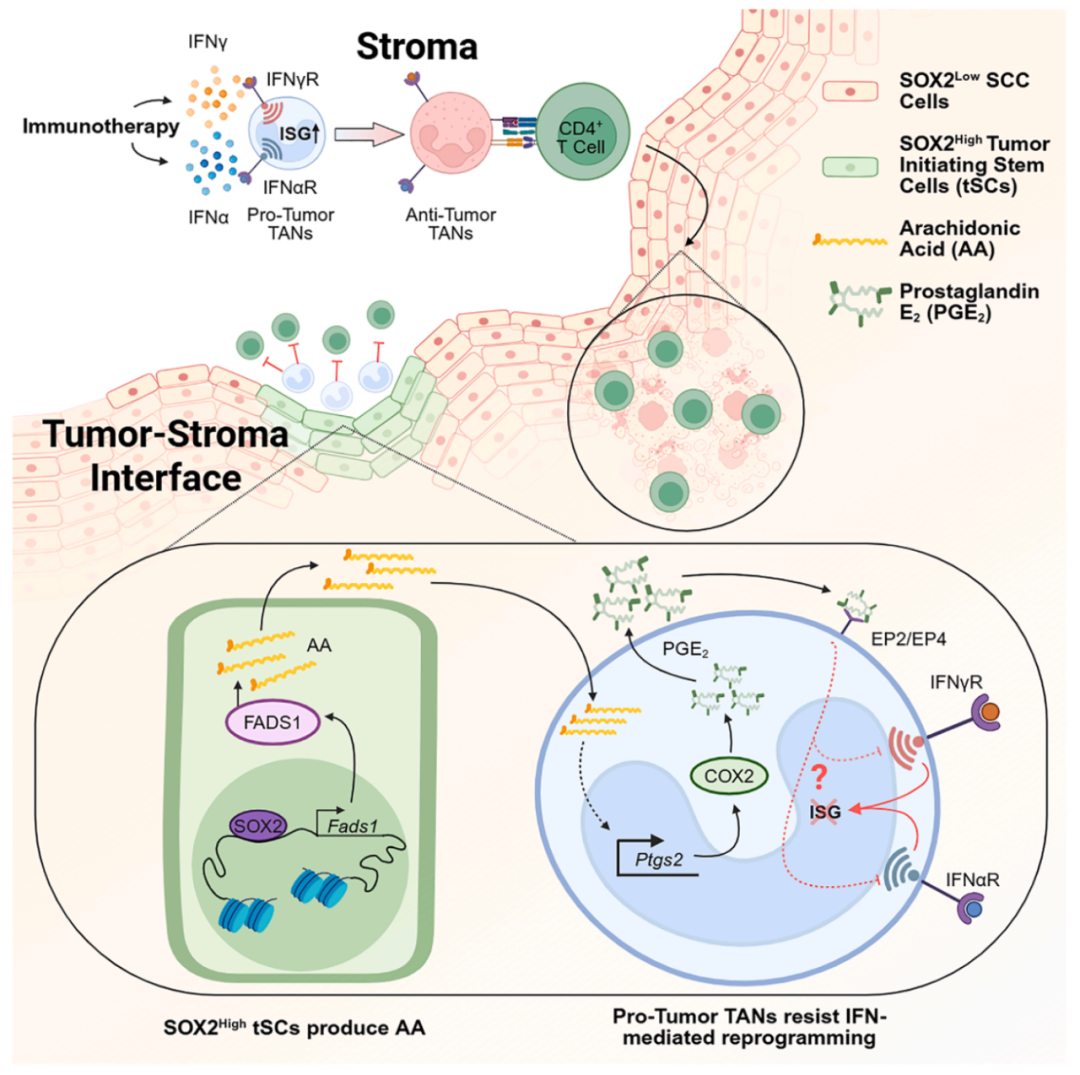新研究揭示免疫系统的“快速刹车”机制