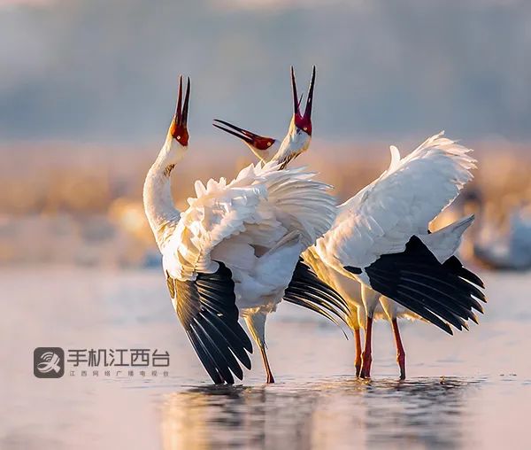 鄱阳湖租赁“中小微企业融资支持+革命老区”ABS成功发行