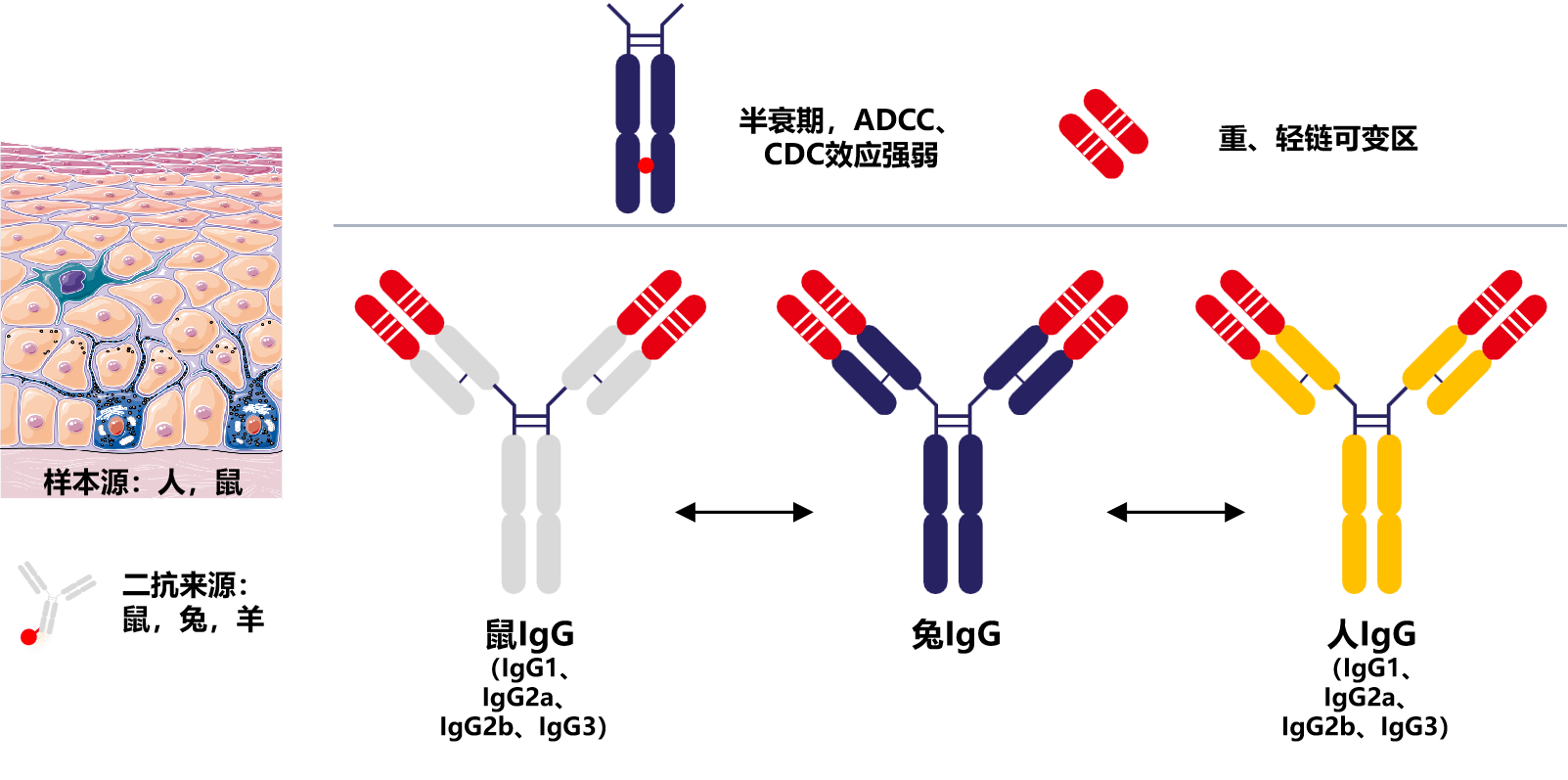 新研究制备出有望对抗耐药性“超级细菌”的抗体