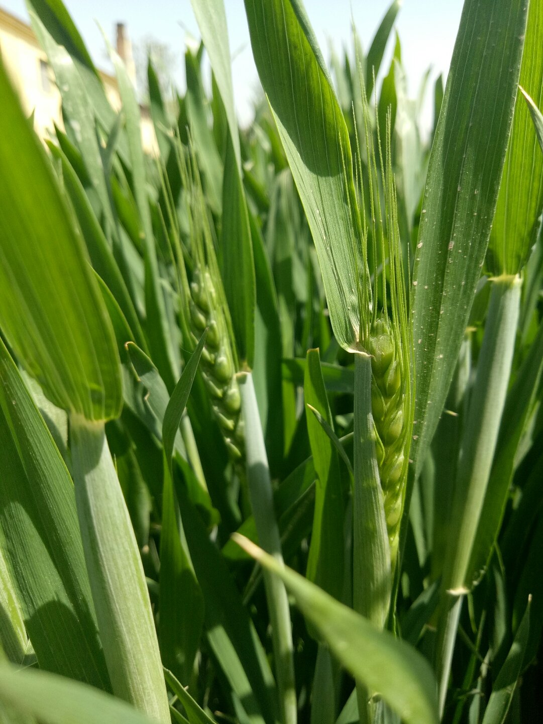 苏丹农业银行积极支持小麦和棉花种植