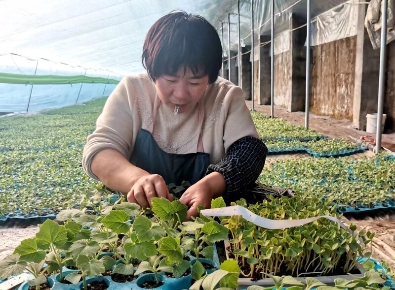 新春走基层 · 一线直击丨机器人成为育种“新农人”