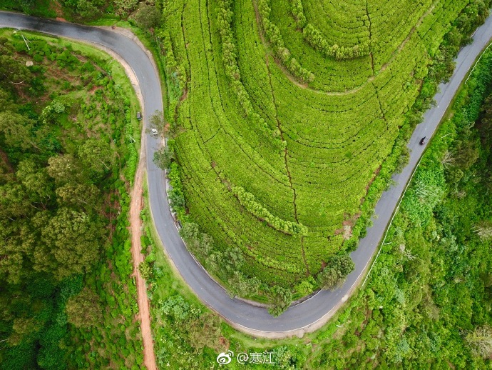 斯里兰卡肉桂出口创历史新高，2025年出口额接近80亿卢比