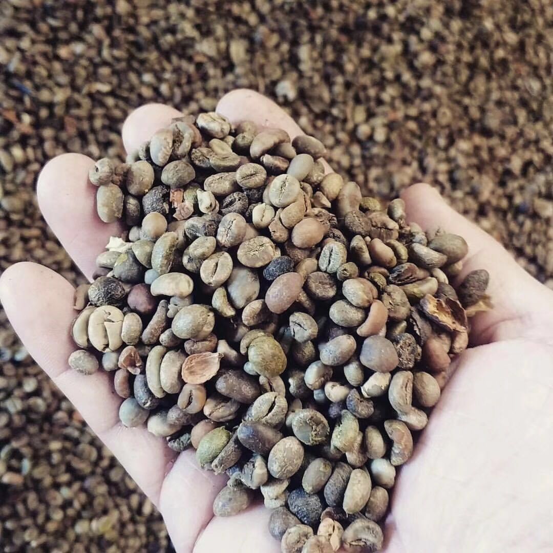 巴西2026/27年度咖啡豆产量预计同比增长10.1%