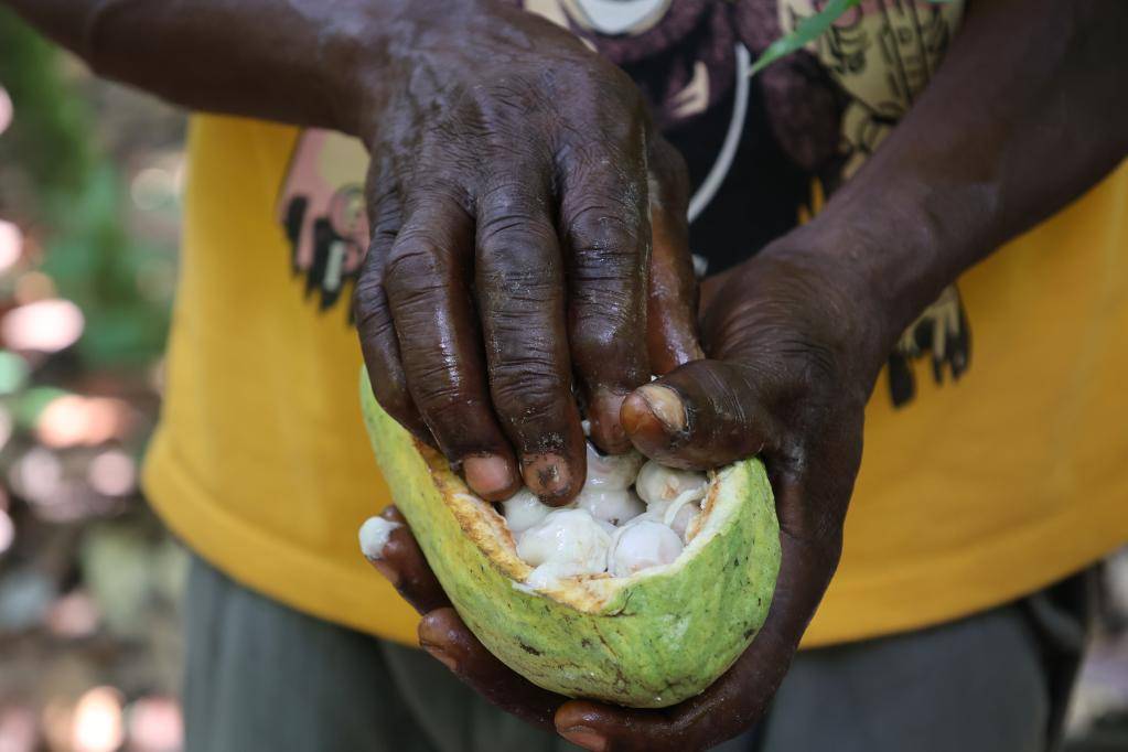 加纳可可局拟减少原豆出口