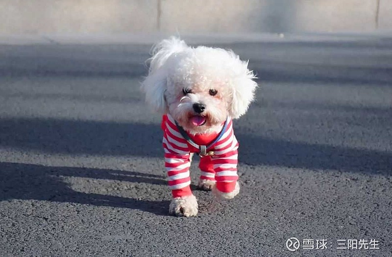 “中宠转2”一度跌15%