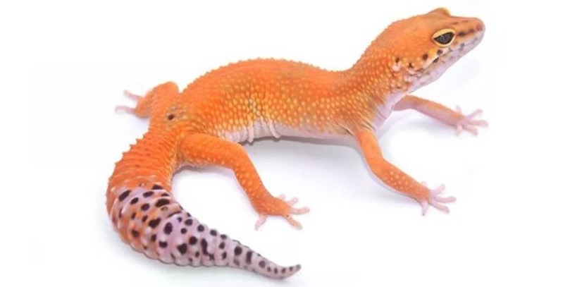 “中宠转2”一度跌15%