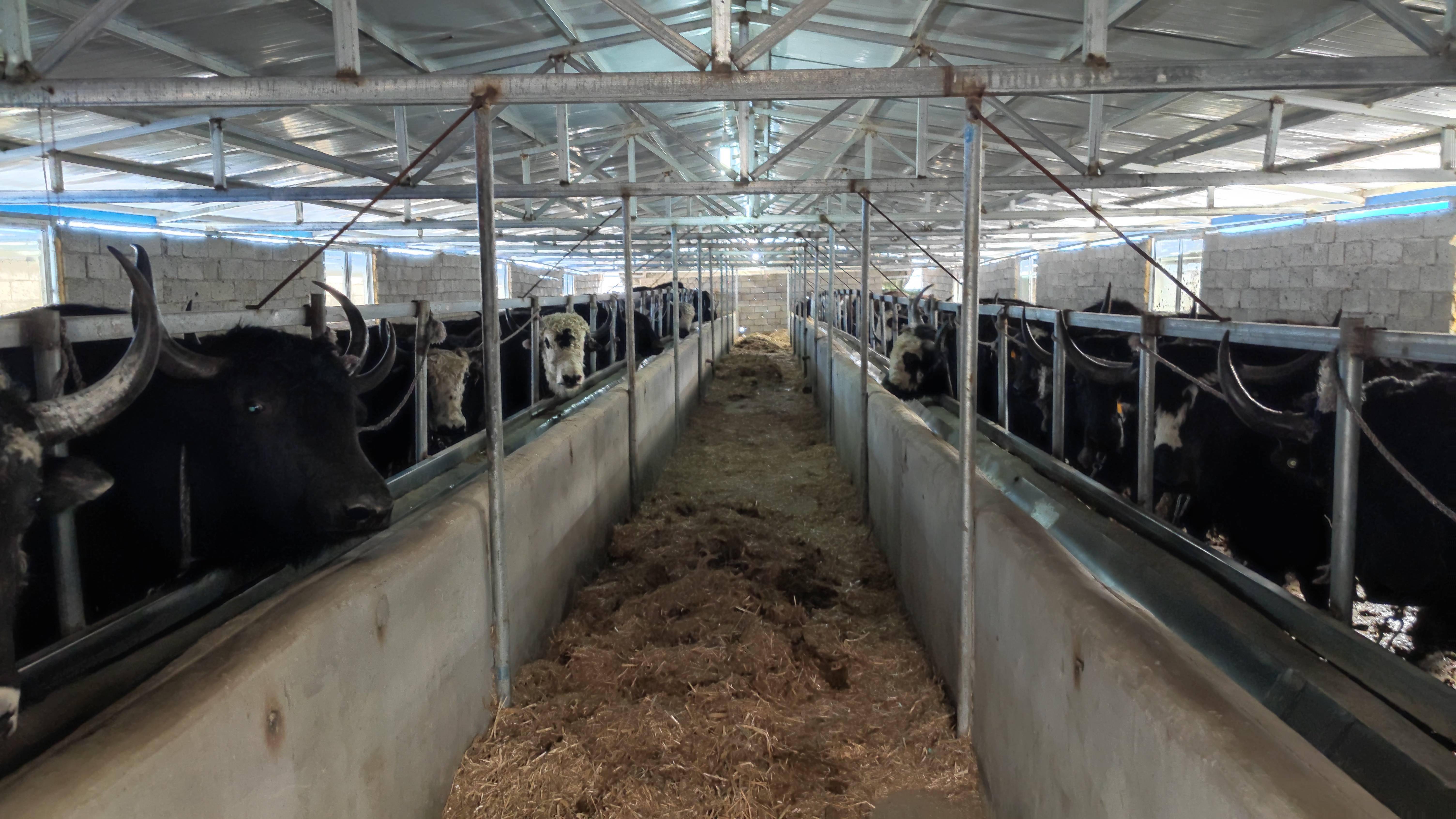 养殖企业多措并举增强经营实力