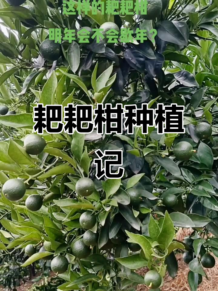 百果园BLOF技术赋能蒲江耙耙柑升级 乡村振兴发展新范式再添案例