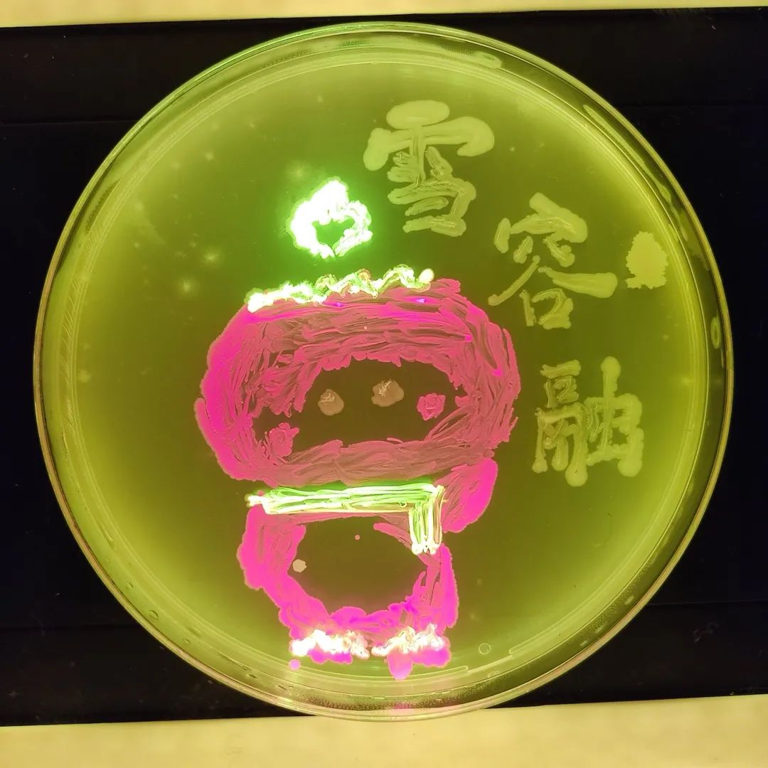 东富龙获得实用新型专利授权:“一种洁净室内培养皿微生物检测辅助装置”