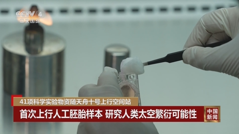 中国空间站首次人类“人工胚胎”实验进展顺利